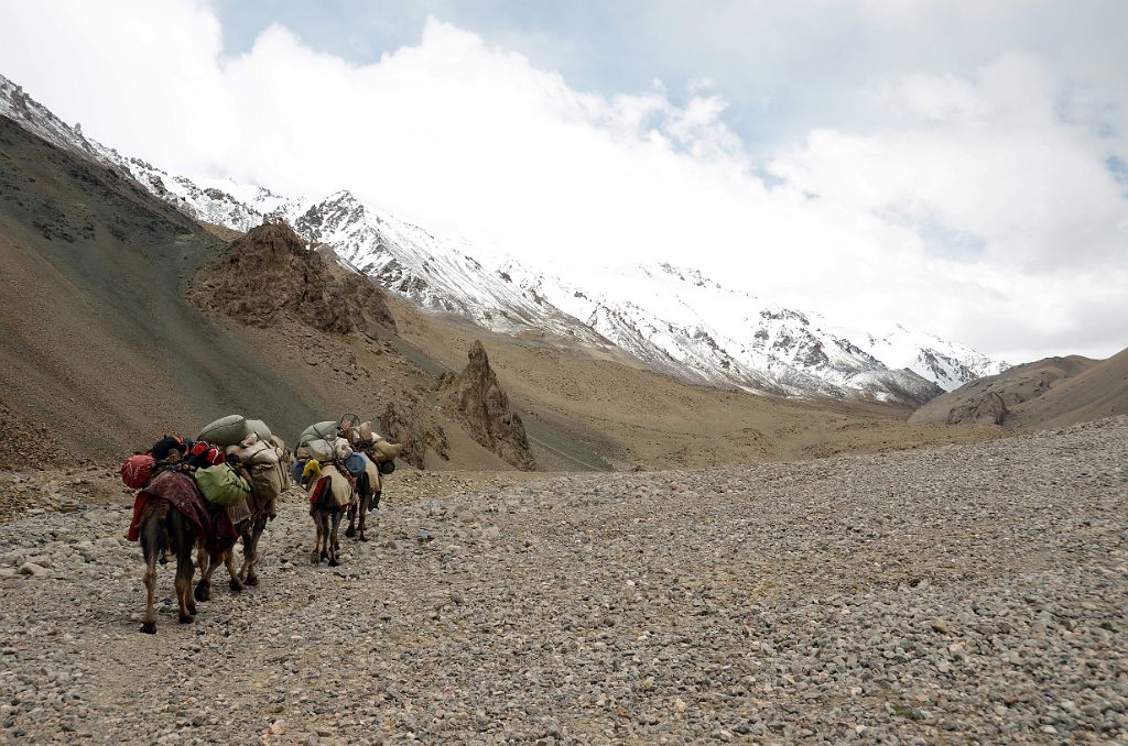 30 Camels Lead The Way To Kotaz Camp On Trek To K2 North Face In China